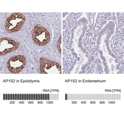 AP1S2 Antibody, Novus Biologicals 0.1mL; Unlabeled:Antibodies, Polyclonal